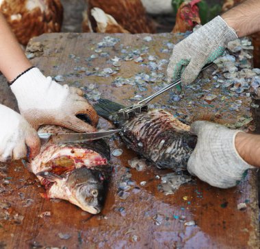 Köydeki özel bir evin arazisindeki balık pullarını temizleme işlemi. Çerçevede balık pulu ve bağırsak yiyen balıkçıların ve evcil tavukların elleri vardı..