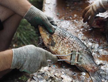 Köydeki özel bir evin arazisindeki balık pullarını temizleme işlemi. Çerçevede, balıkçıların elleri.