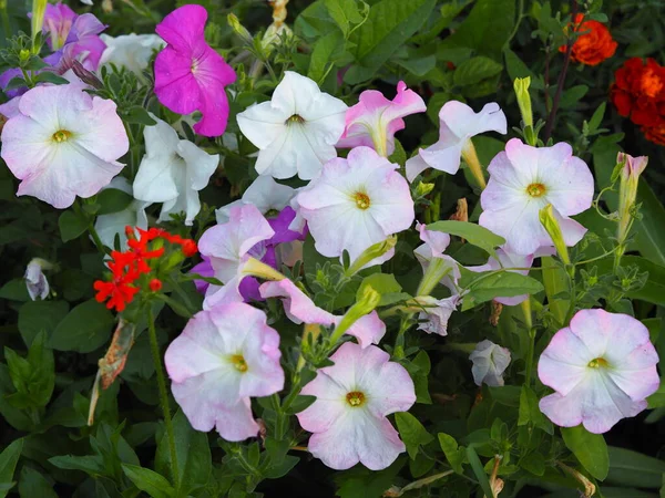 红白相间的花瓣花园里最温和的花 给你发短信的地方 — 图库照片
