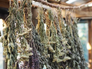 Alternatif ilaçlarda kullanılacak şifalı bitkilerin kurutulması. Yakın görüş. Bitki toplama mevsimi..