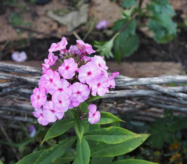 Top View Pink Phlox Flowers Growing Low Wattle Fence Autumn — Stock Photo, Image