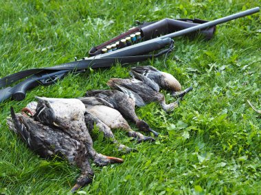 Rus avı sırasında öldürülen yeşil çimenlikteki vahşi ördekler. Sonbahar kuş avına izin veriliyor.