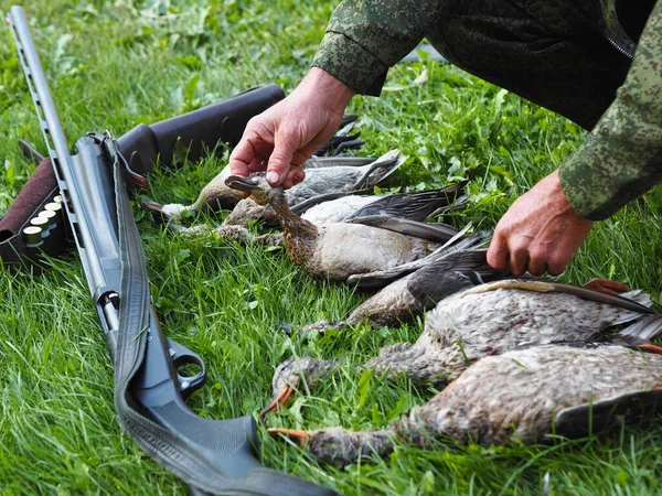 Hunting hands lay trophy wild ducks on the green grass.Autumn hunting of birds is permitted.