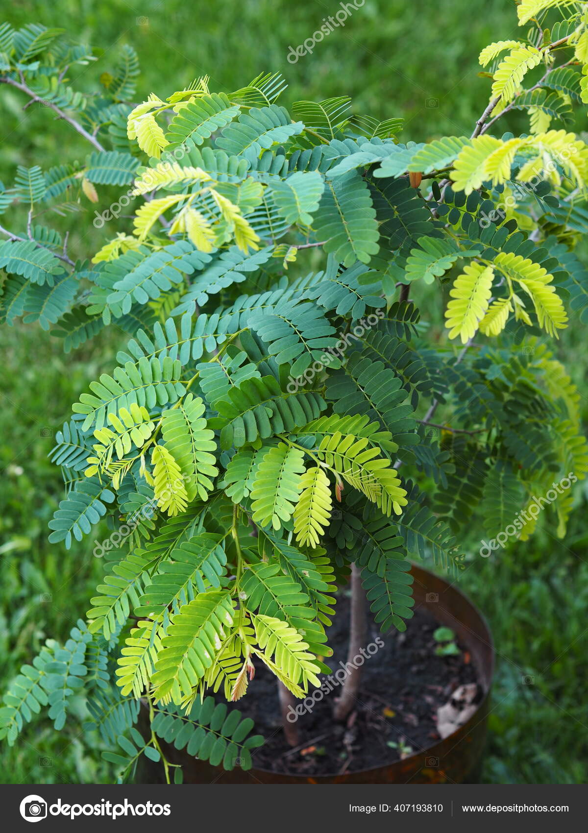 36 Giant Tamarind Pictures Giant Tamarind Stock Photos Images Depositphotos 36 Giant Tamarind Pictures Giant Tamarind Stock Photos Images Depositphotos