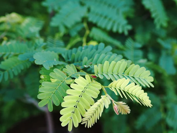 Galho Uma Árvore Tamarind Sul Com Folhas Esculpidas Crescido Uma — Fotografia de Stock