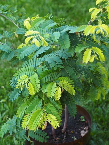 A five year old tamarind tree with carved leaves, grown from seeds in the northern country of Russia, stands on a lawn. Tamarind is a tropical tree.