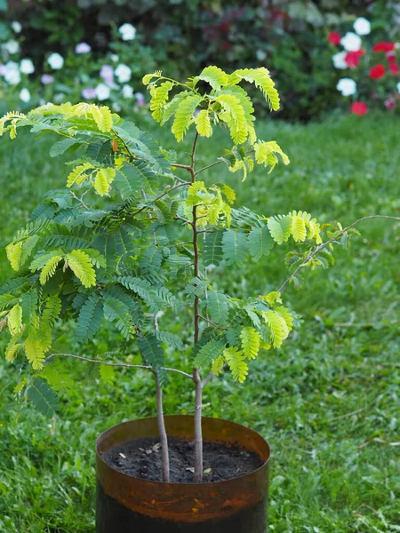 Tamarind is a tropical tree. Home plant growing. A five year old tamarind tree with carved leaves, grown from seeds in the northern country of Russia, stands on a lawn.