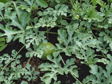 Tarım geçmişi. Özel bir bahçede karpuz yatağı. Yeşil tepelerden süzülen büyük karpuz meyveleri..