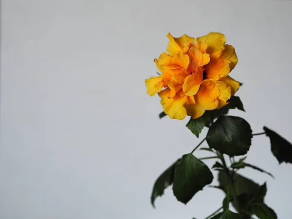 Olarge Orange Rose Hibiscus 집에서 배경으로 자랐다 문자가 — 스톡 사진