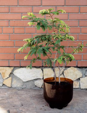 Ev bitkisi büyüyor. Beş yıllık bir demirhindi ağacı, Rusya 'nın kuzeyindeki bir ülkenin tohumlarıyla tuğla bir duvarın arka planında yetişiyor. Demirhindi tropikal bir ağaçtır..