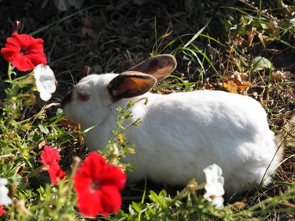 Das Weiße Kaninchen Lebt Frei Garten Gras Das Kaninchen Versteckt — Stockfoto