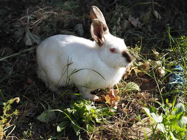 Ein Weißes Kaninchen Mit Gefährlichen Augen Lebt Frei Garten Gras — Stockfoto