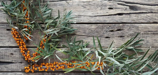 Autumn Season Collecting Berries Future Use Sea Buckthorn Branches Berries — Stock Photo, Image