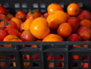 Sonbahar Arkaplanı Domatesler Çok Renkli Domatesler Kara Nakliye Kutusu Çok Renkli ve Sarı Domatesler.