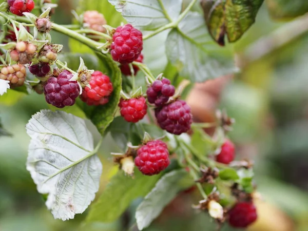 Useful properties of raspberries. Branches of autumn raspberries with green and withered leaves. Season of the berry harvest.