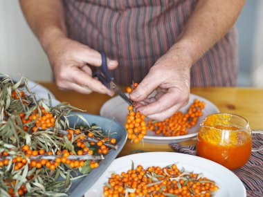 Deniz dikenli dut toplama mevsimi. Yaşlı bir kadının hobisi, elleri makas yardımıyla dallardaki deniz dikenli kirazları kesmektir. Kendimizi gripten ve sonbahar soğuğundan koruruz. Alışılmadık bir yöntem. 