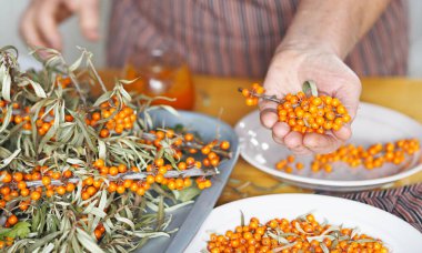 Dallardan deniz karabatağı meyveleri topluyorum. Yaşlı bir kadının hobisi, ellerinin deniz dikenli üzümleri tutmasıdır. Kendimizi gripten koruyalım..
