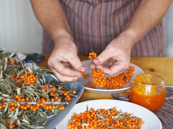 Dallardan deniz karabatağı meyveleri topluyorum. Yaşlı bir kadının hobisi, ellerinin deniz dikenli üzümleri tutmasıdır. Kendimizi gripten koruyalım..