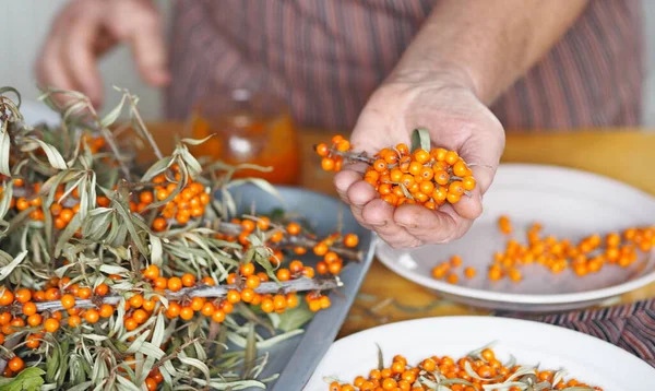 Dallardan deniz karabatağı meyveleri topluyorum. Yaşlı bir kadının hobisi, ellerinin deniz dikenli üzümleri tutmasıdır. Kendimizi gripten koruyalım..
