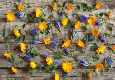 Ahşap sonbahar arka planı. Yeşil yaprak ve dallardan oluşan arka planda mavi ve sarı yapraklar.