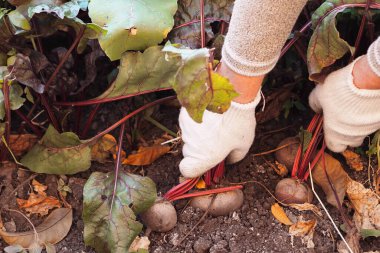 İş eldiveni giymiş kadın eller depo için yerden pancar topluyor. Sonbahar pancar hasadı.