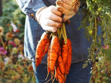 İş eldiveni giymiş kadınların elinde bahçe yatağından yeni kazılmış bir havuç var. Bahçede hasat mevsimi. Sonbahar çalışması.