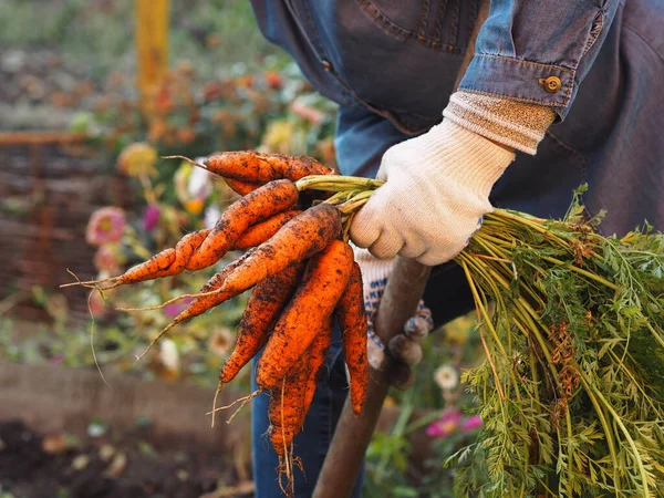 Women\'s hands in work gloves are holding a freshly dug carrot from the garden bed. Harvesting season in the garden. Autumn work.