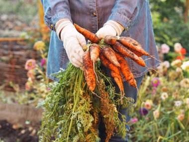 İş eldiveni giymiş kadınların elinde bahçe yatağından yeni kazılmış bir havuç var. Bahçede hasat mevsimi. Sonbahar çalışması.