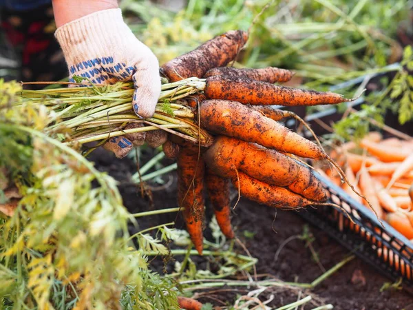 Harvesting season in the garden. Autumn work. Female hands in work gloves are holding freshly dug carrots from the garden.