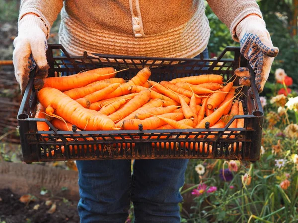 Mâinile Femeilor Mănuși Lucru Țin Cutie Neagră Plastic Morcovi Cezanne — Fotografie, imagine de stoc