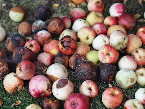 Harvest apples that have not been processed into food production.Apples fall from the tree into the green grass.