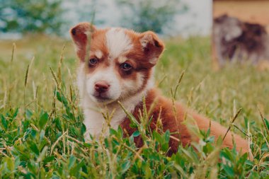 Kırsal bölgelerdeki evcil hayvanlarla yalnızlık ve eğlence. Kırsal bir arka planda beyaz benekli, kahverengi benekli şirin bir köpek yavrusunun portresi. Bir yaz günü yeşil çimenlerin arasında..