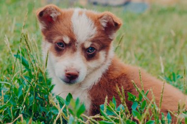 Kırsal bölgelerdeki evcil hayvanlarla yalnızlık ve eğlence. Kırsal bir arka planda beyaz benekli, kahverengi benekli şirin bir köpek yavrusunun portresi. Bir yaz günü yeşil çimenlerin arasında..