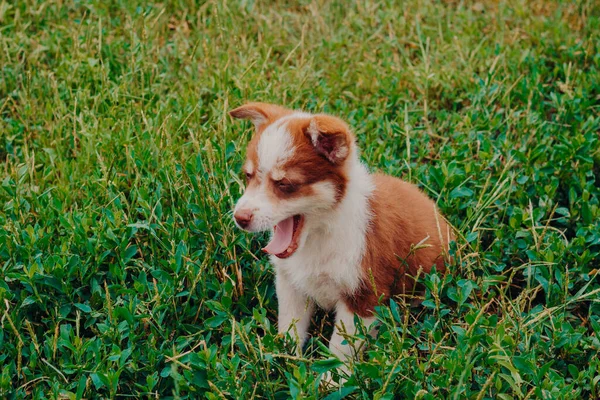 Zelfisolatie Recreatie Met Huisdieren Landelijke Gebieden Portret Van Een Puppy — Stockfoto