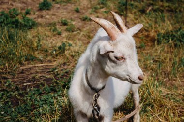 Yazın otlakta gezen bir keçi. Kırsalda bir bahçede tasmalı beyaz bir keçi başka yere bakıyor..