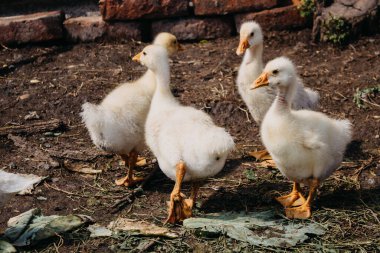 Kırsal bölgelerde ördek yavrusu yetiştiriyorlar. Kümes hayvanları deposu. Rusya 'daki kümes hayvanları bahçesinde genç sarı ördek yavruları.