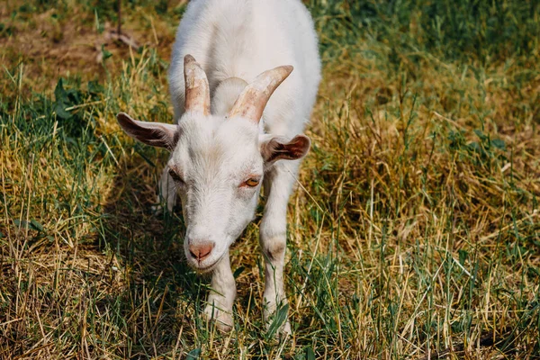 夏に牧草地でヤギ 田舎の庭の棚に襟付きの白いヤギがフレームを見て 草に曲がります — ストック写真