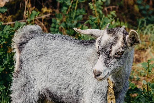 Cabra Fumegante Caseira Pasto Uma Cabra Cinza Com Colarinho Uma — Fotografia de Stock