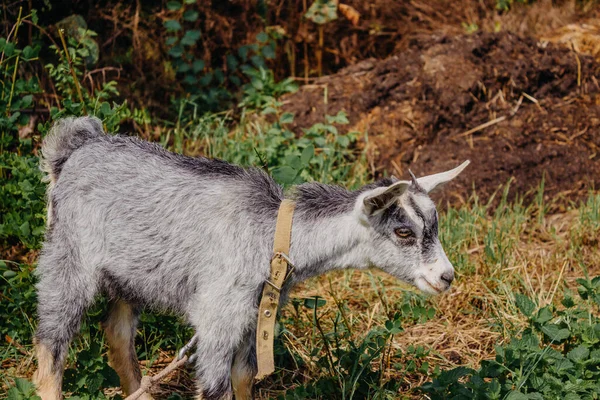 家里的烟熏山羊在牧场里 灰色山羊 领子系在花园的皮带上 在乡间的牧场上吃草 侧面看 — 图库照片