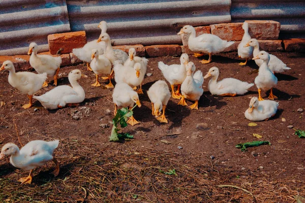Εκτροφή Παπιών Αγροτικές Περιοχές Στην Αυλή Πουλερικά Μικρά Κίτρινα Παπάκια Φωτογραφία Αρχείου
