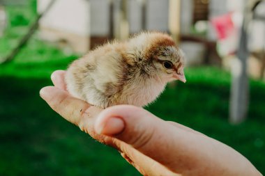 Tavuk yetiştiriyorum. Tatillerde çocukların çevresel eğitimi. Yazın yeşil çimlerin bulanık arka planında bir büyükanne (çiftçi) ve bir çocuğun elinde yumurtadan çıkmış bir tavuk..