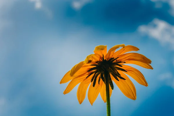 The concept of summer and flowers. Flower Wallpaper. Yellow camomile (sunflower) against a background of blue  sky and clouds in summer, bottom view from the copy space for text.