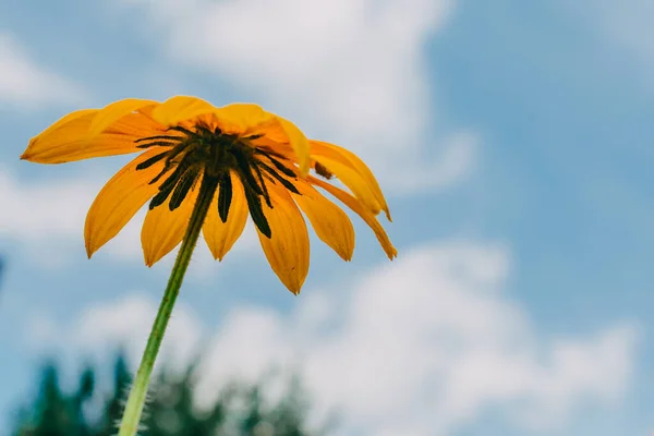 The concept of summer and flowers. Flower Wallpaper. Yellow camomile (sunflower) against a background of turquoise sky and clouds in summer, bottom view from the copy space for text.