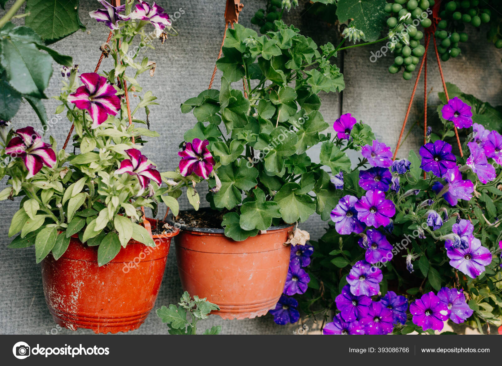 semanal juego escaldadura Cultivando Flores Macetas Colgando Macetas Aire Libre Petunias Geranios  Floración: fotografía de stock © nadia@ #393086766 | Depositphotos