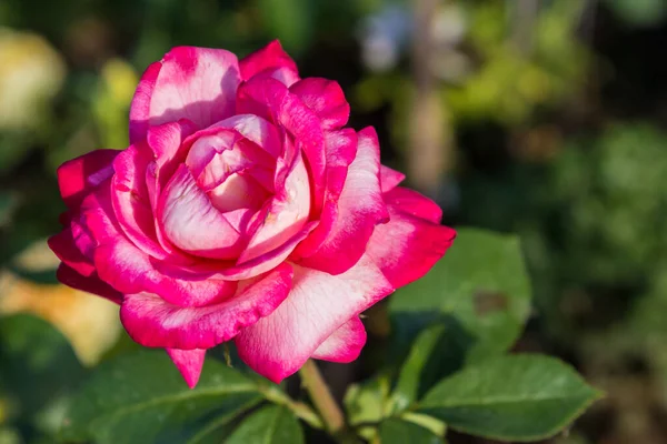 Sortros Bush Trädgården Ljus Vit Och Rosa Ros Med Mörka — Stockfoto