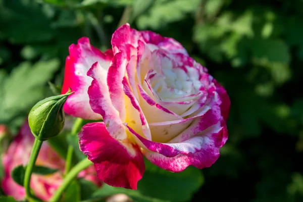Varietal Subiu Bush Jardim Brilhante Rosa Branco Dois Tons Com — Fotografia de Stock