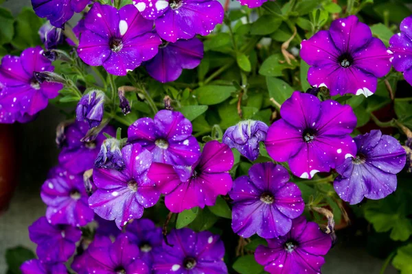 Virágtermesztés Petúnia Virágzik Lila Petúnia Virágok Cserépben Utcán Közel Közelről — Stock Fotó
