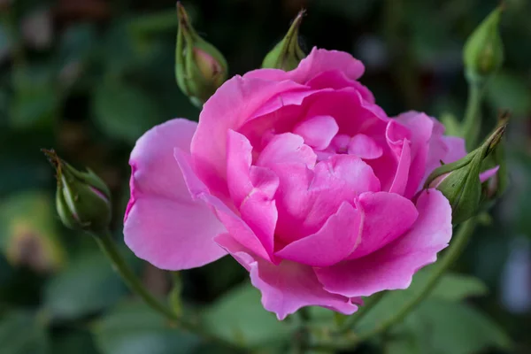 Blommig Sommar Bakgrund Vacker Ljus Rosa Ros Omgiven Knoppar Närbild — Stockfoto