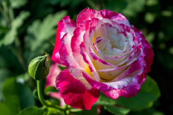 Sortros Bush Trädgården Ljus Tvåfärgad Vit Och Rosa Ros Med — Stockfoto