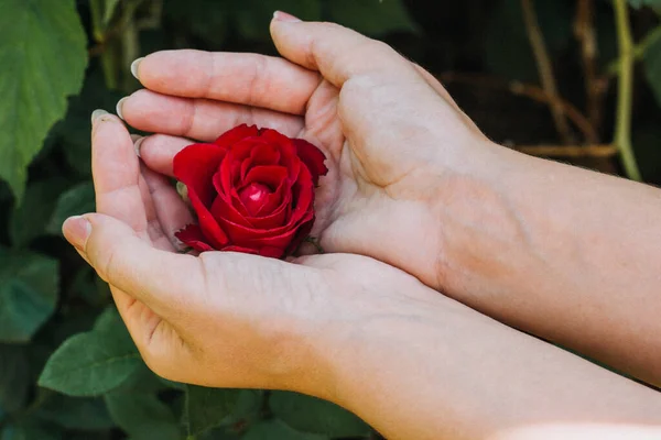 Поняття Ніжності Довіри Пристрасті Доброти Безпеки Червона Троянда Руках Жінки — стокове фото